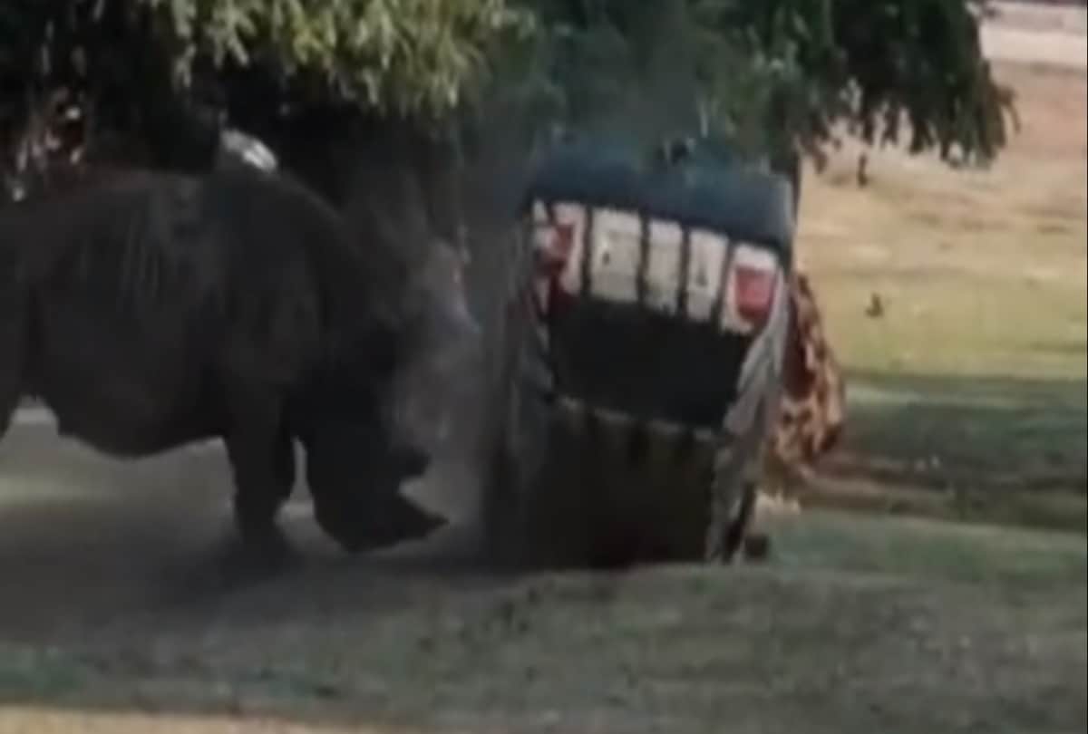 angry rhino flips car in germany safari park
