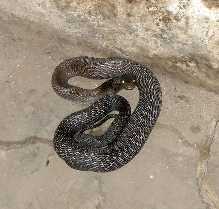 policeman runaway when saw cobra