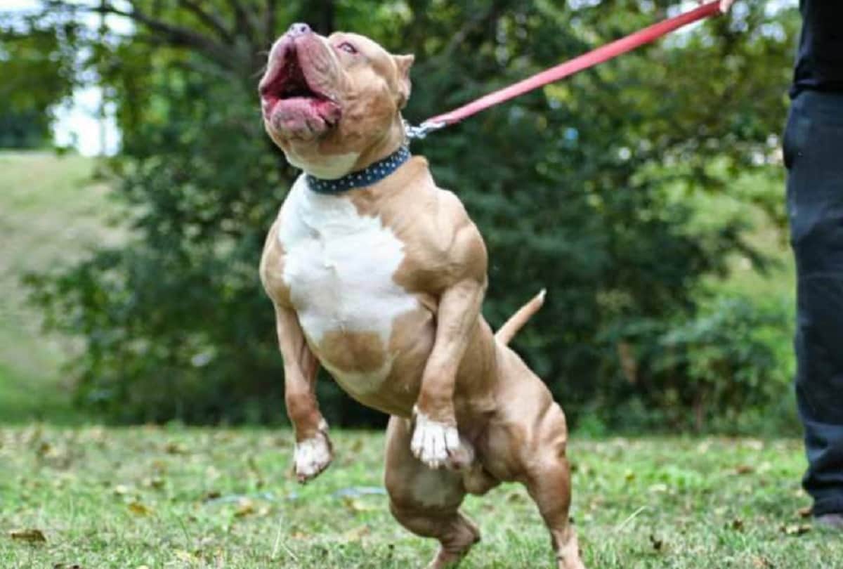 Most dangerous dogs breed in the world including pitt bulls and German Shepherd