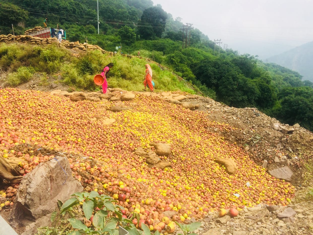 Rotten apples thwron in open may cause dengue