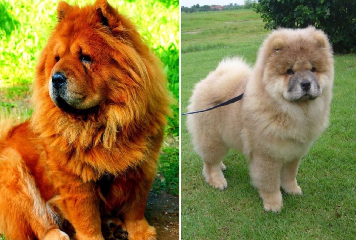 5 most dangerous dog breed of the world