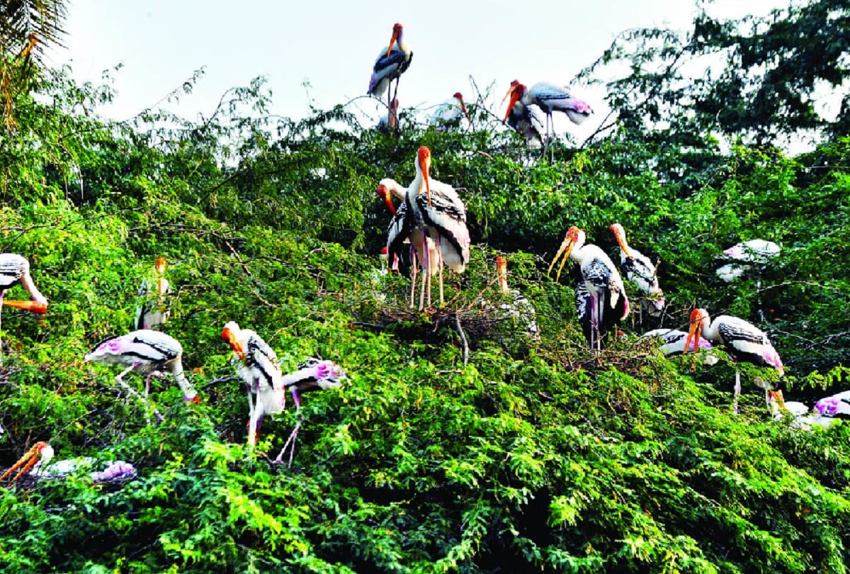 Himalayan painted storks started settling in delhi zoo