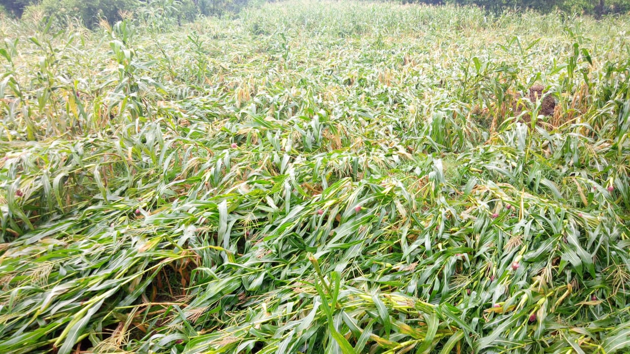 corn crop demage