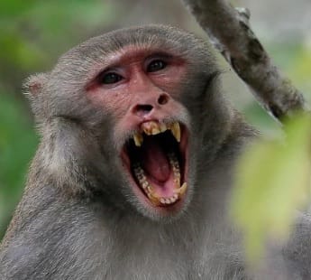 Four people injured by monkeys