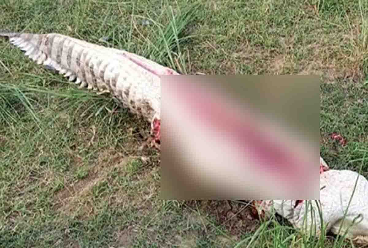 20 hours later, the crocodile body was found hidden
