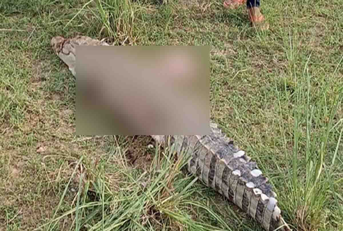 villagers brutally killed crocodile and take his organs