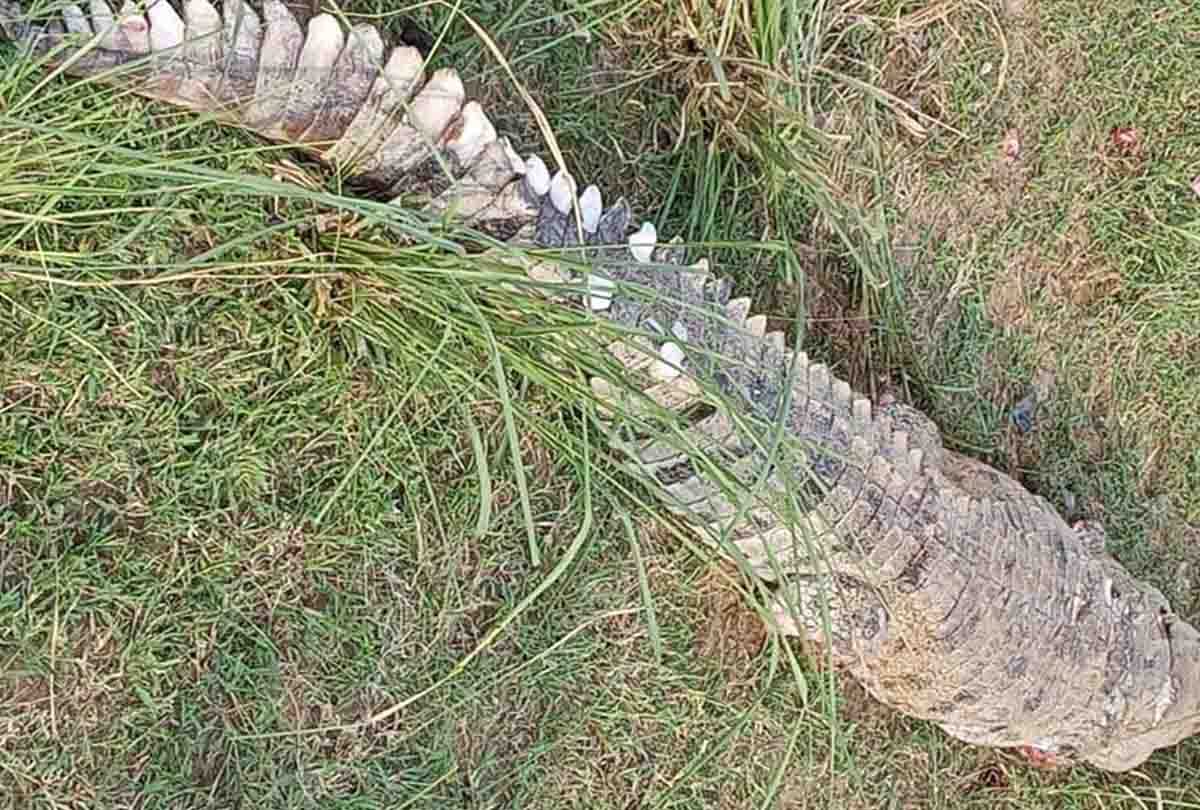villagers brutally killed crocodile and take his organs