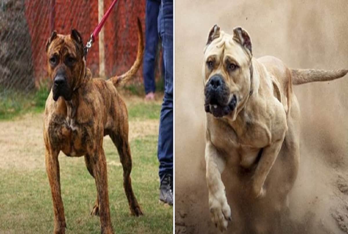 Most dangerous dogs breed in the world including pitt bulls and German Shepherd