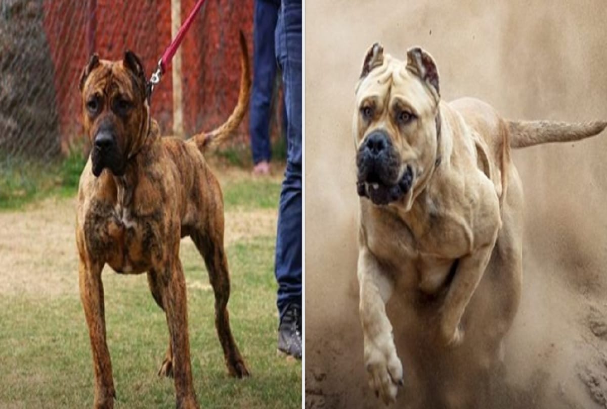 Most dangerous dogs breed in the world including pitt bulls and German Shepherd