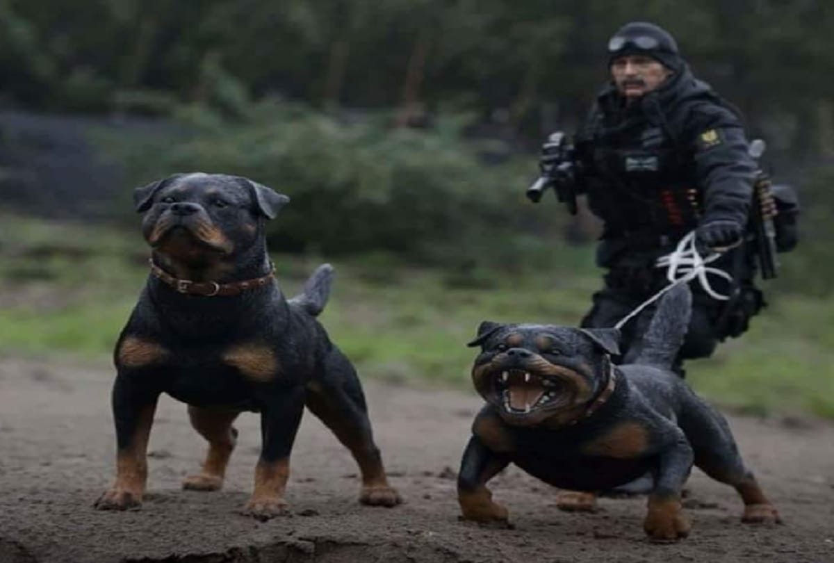 Most dangerous dogs breed in the world including pitt bulls and German Shepherd