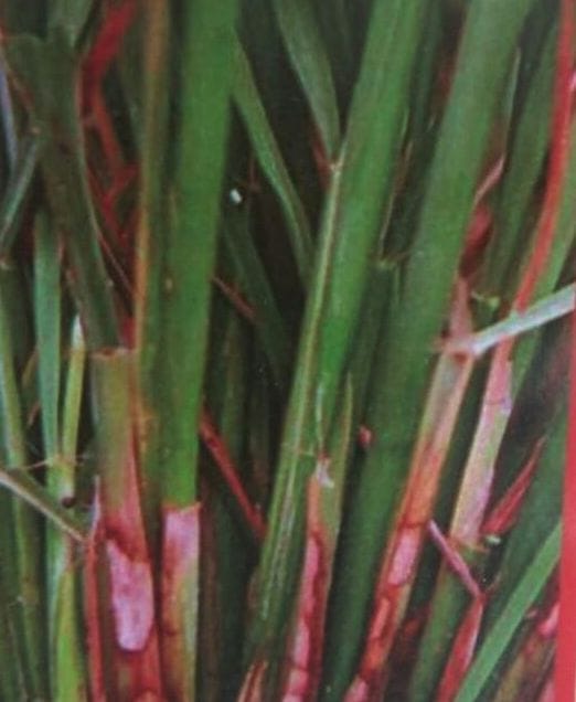 the gave information about jhanda and blite disease