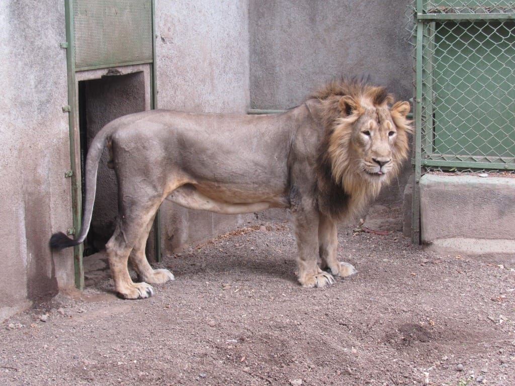 Akshit not familiar with Chattbir Zoo, Attack on caretaker