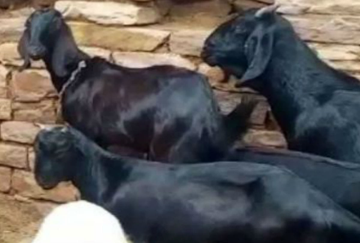 goat thieves car stuck in mud in mainpuri