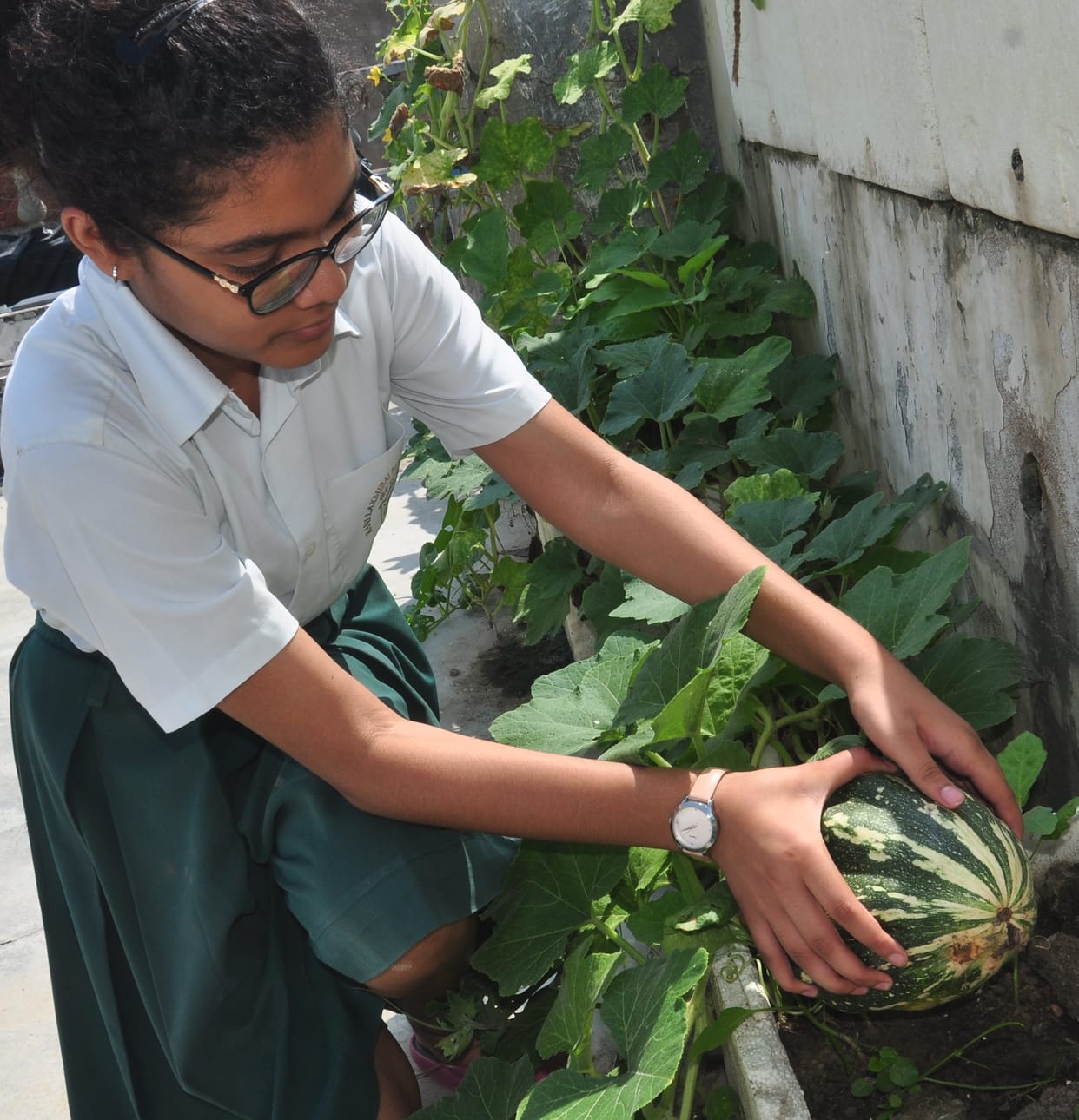 farming,organic farming in roof
