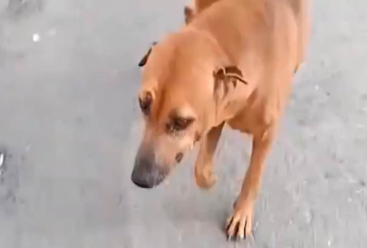 viral video of dog fake broken leg to attract people