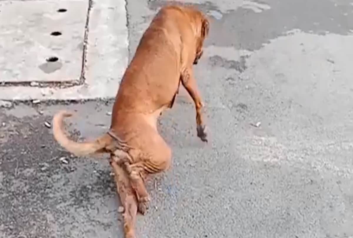 viral video of dog fake broken leg to attract people