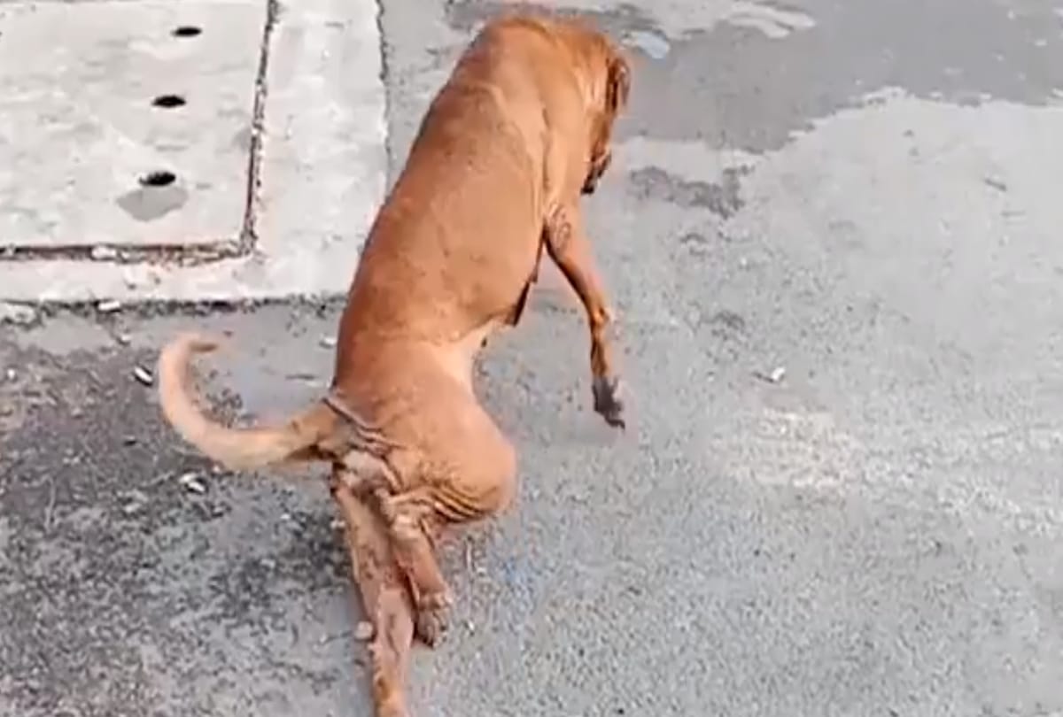 viral video of dog fake broken leg to attract people