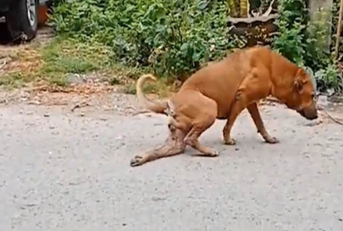 viral video of dog fake broken leg to attract people