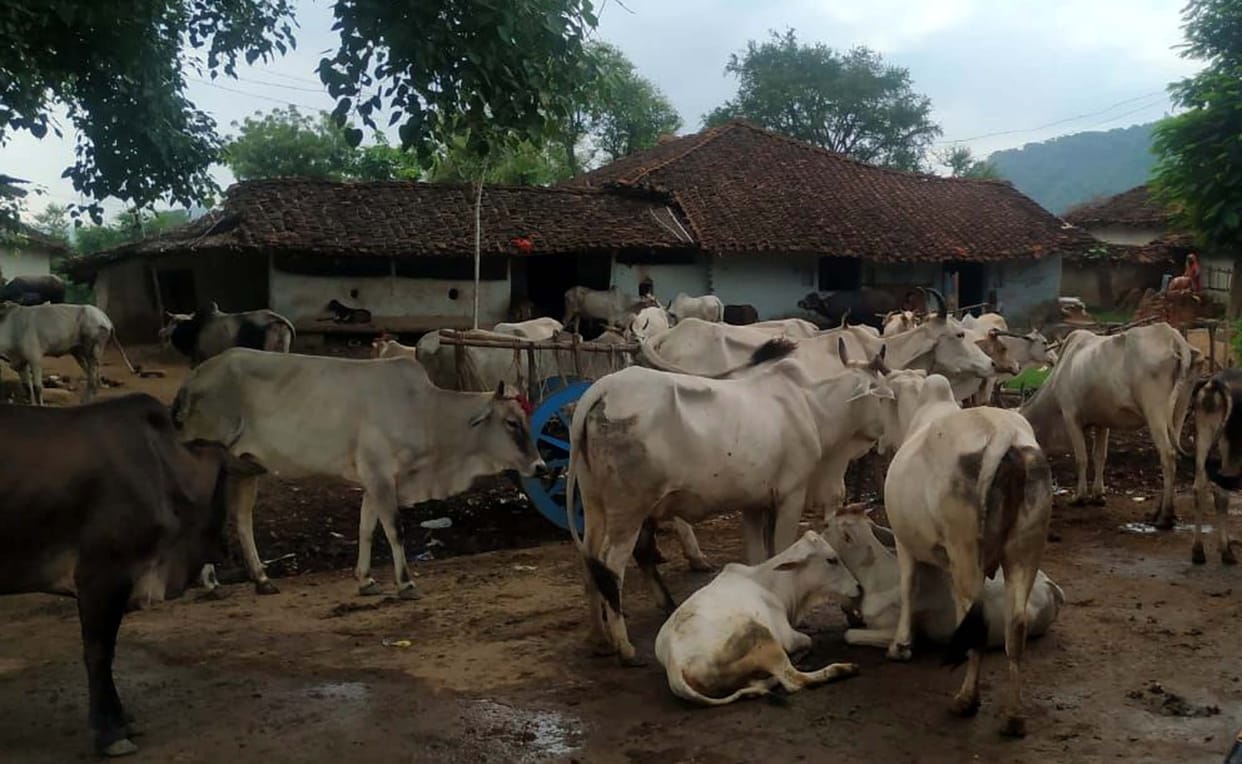 nna gets rid of cattle from donations of grain