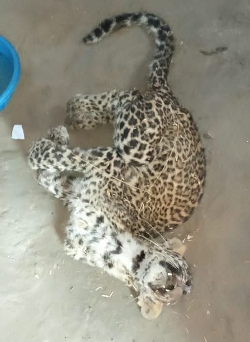 Leopard cub killed by dogs