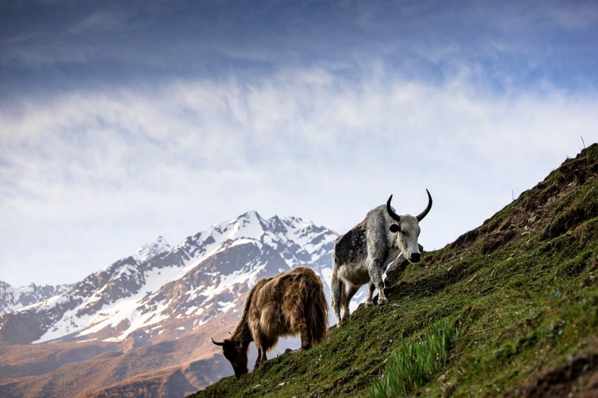 irctc offers best nepal tour 2019 for 7 nights and 8 days