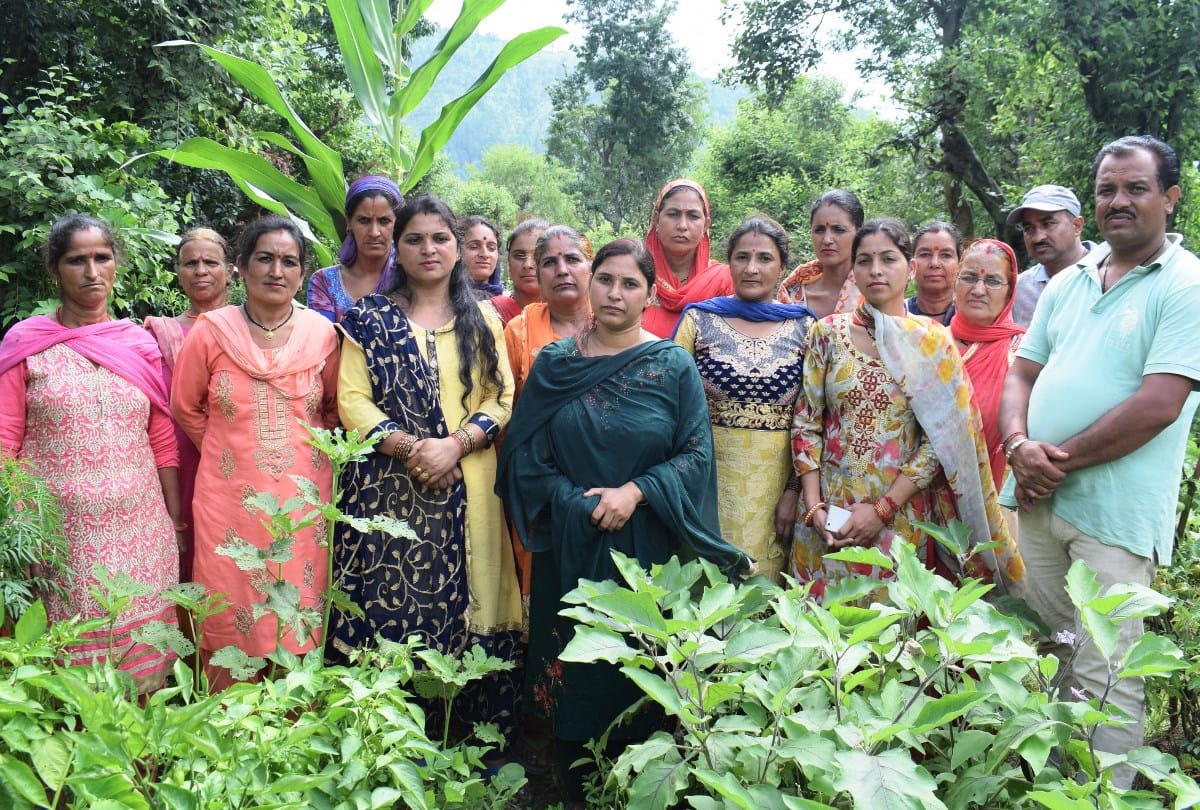 Panjyanu villagers doing natural farming karsog mandi himachal pradesh