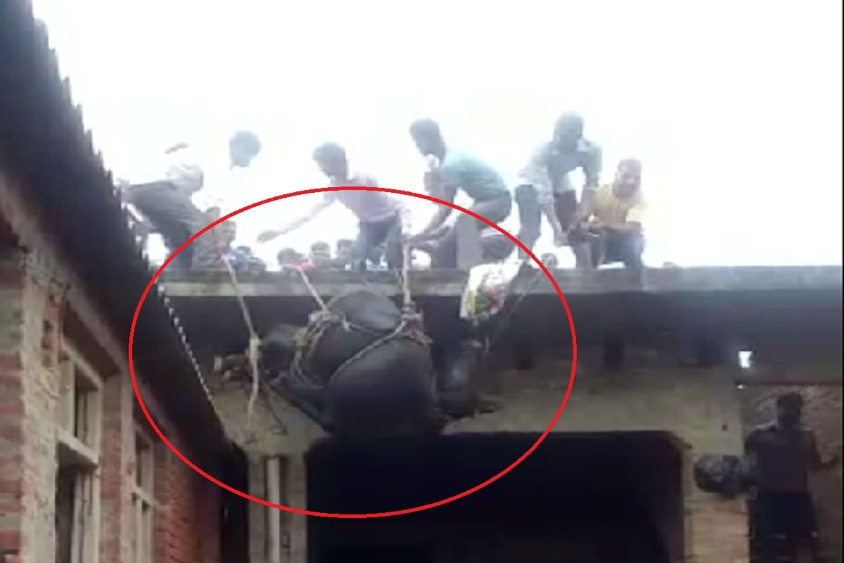 A Buffaloes climbed the roof of house in Bijnor city