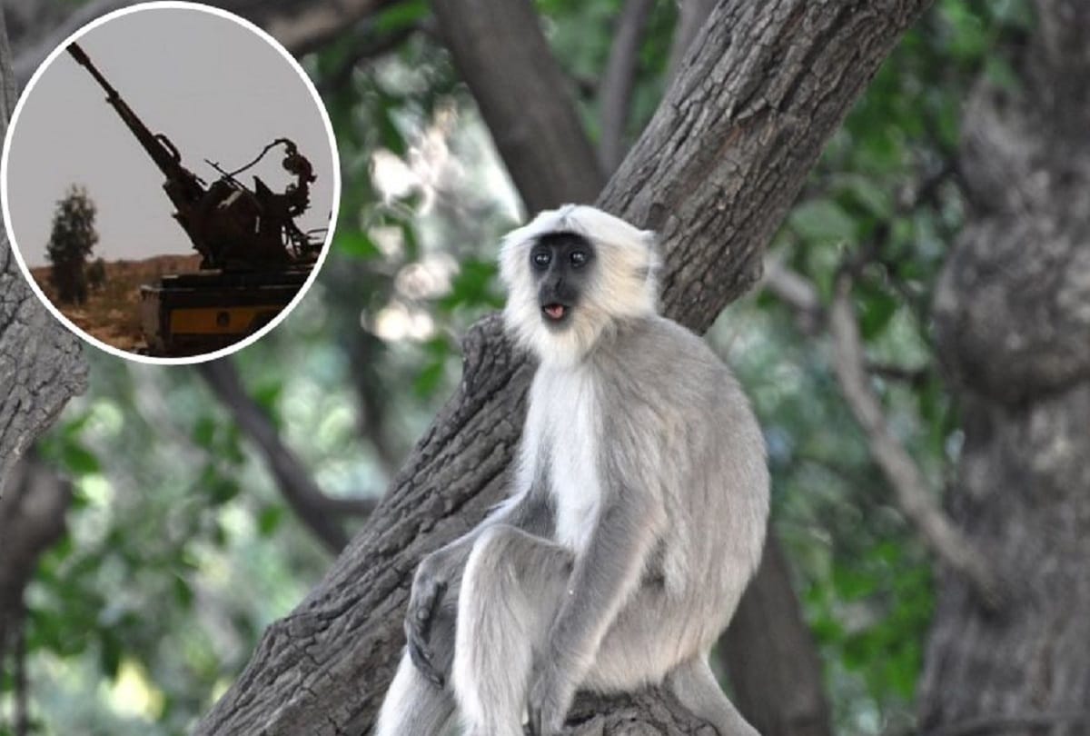 Monkey attack in Libya sparks tribal clashes that kill more than 20 people