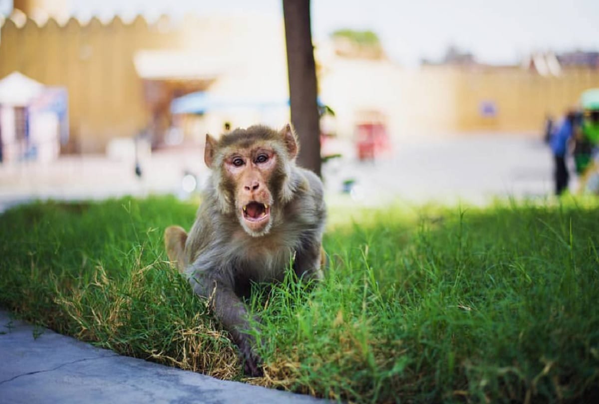 Monkey attack in Libya sparks tribal clashes that kill more than 20 people