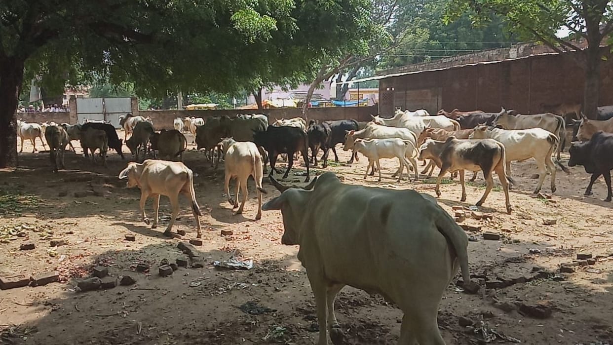 people bounded the cows