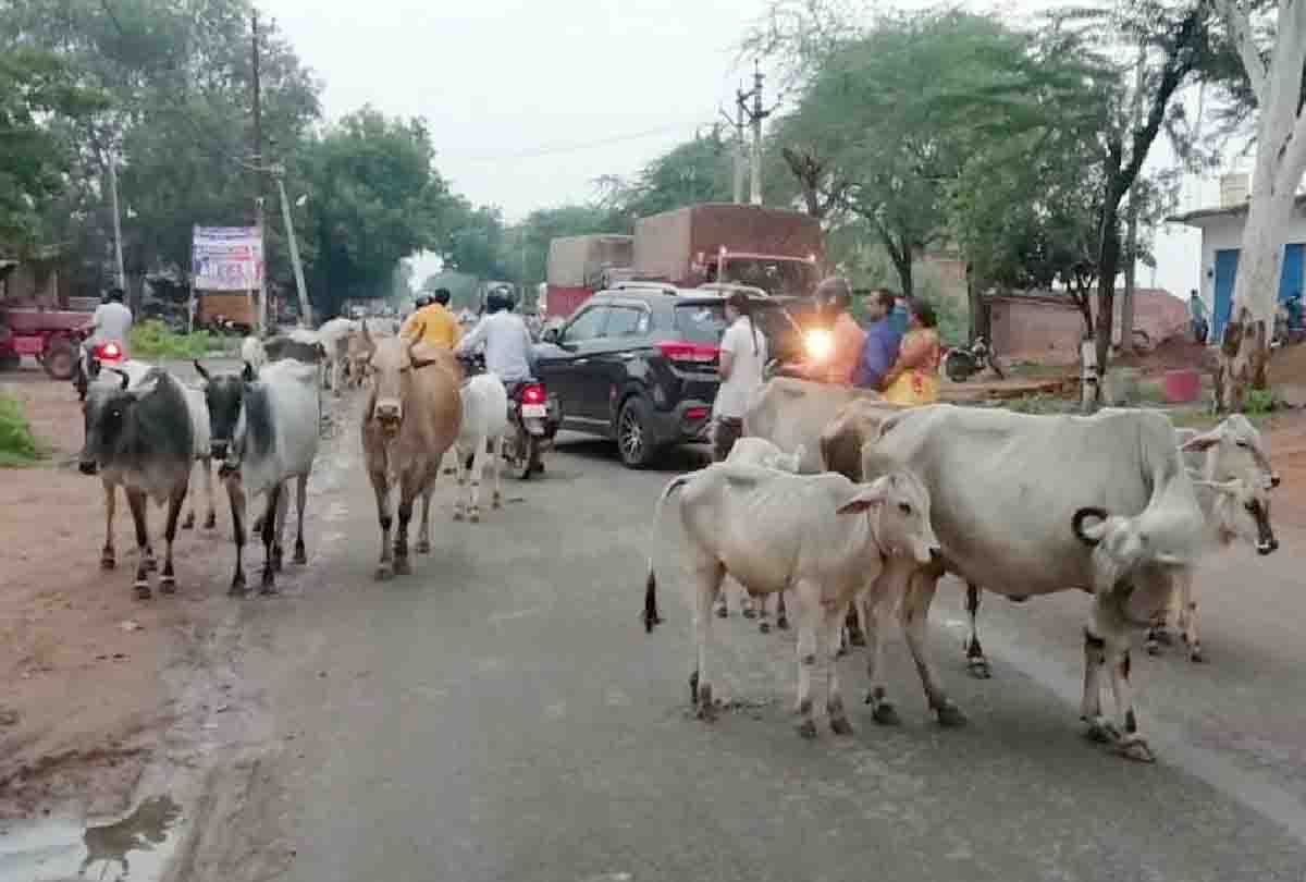7 cattle sitting on Kanpur Sagar highway crushed by vehicle