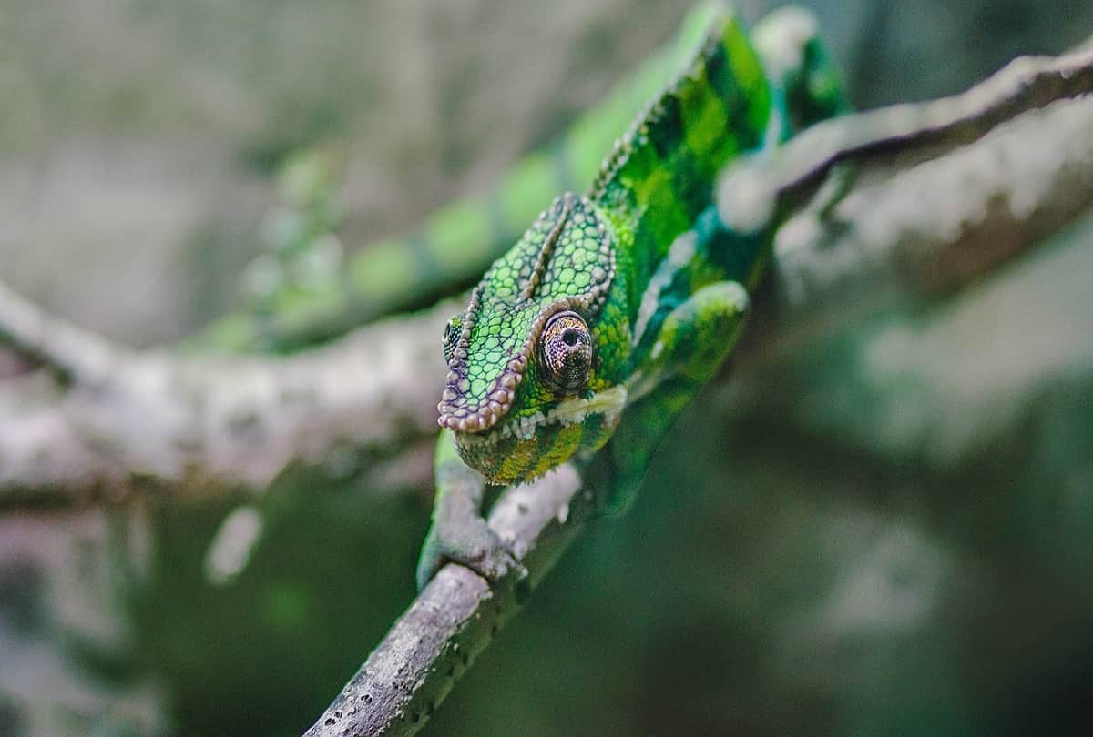 Unique creatures in the world who have blue green and yellow blood