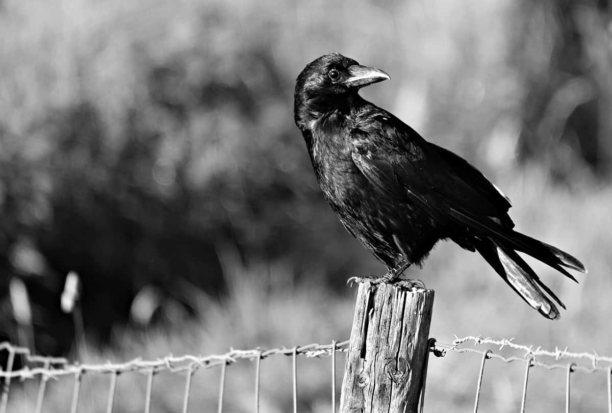 Corona covid similar species of crows are very sharp