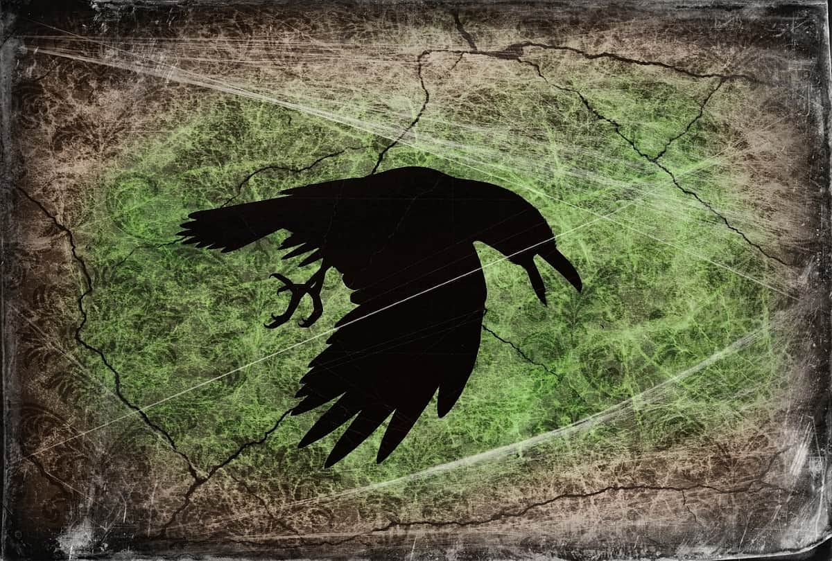 Corona covid similar species of crows are very sharp