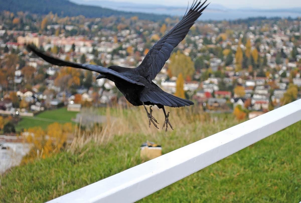 Corona covid similar species of crows are very sharp