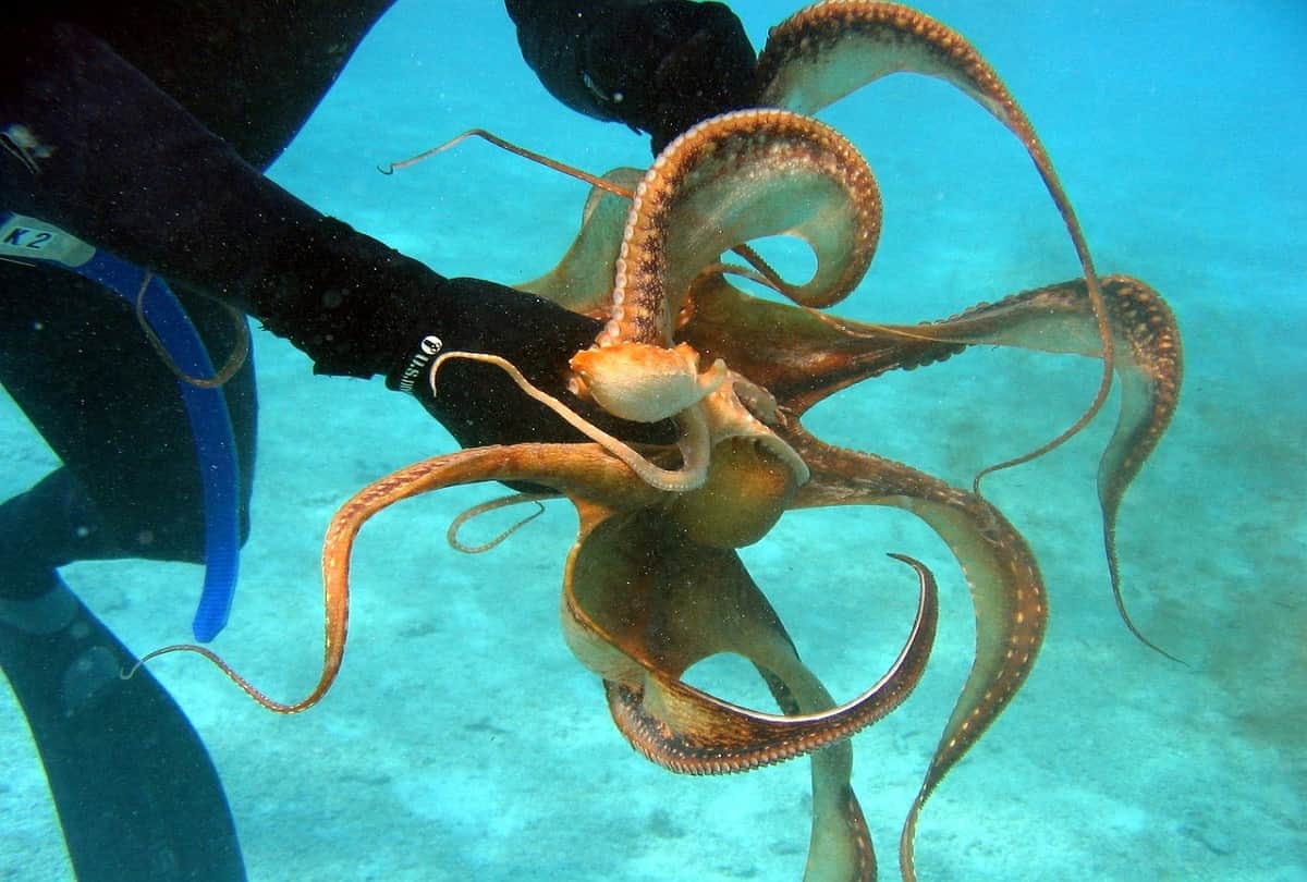 Curious Facts About Octopuses it have three hearts with blue blood
