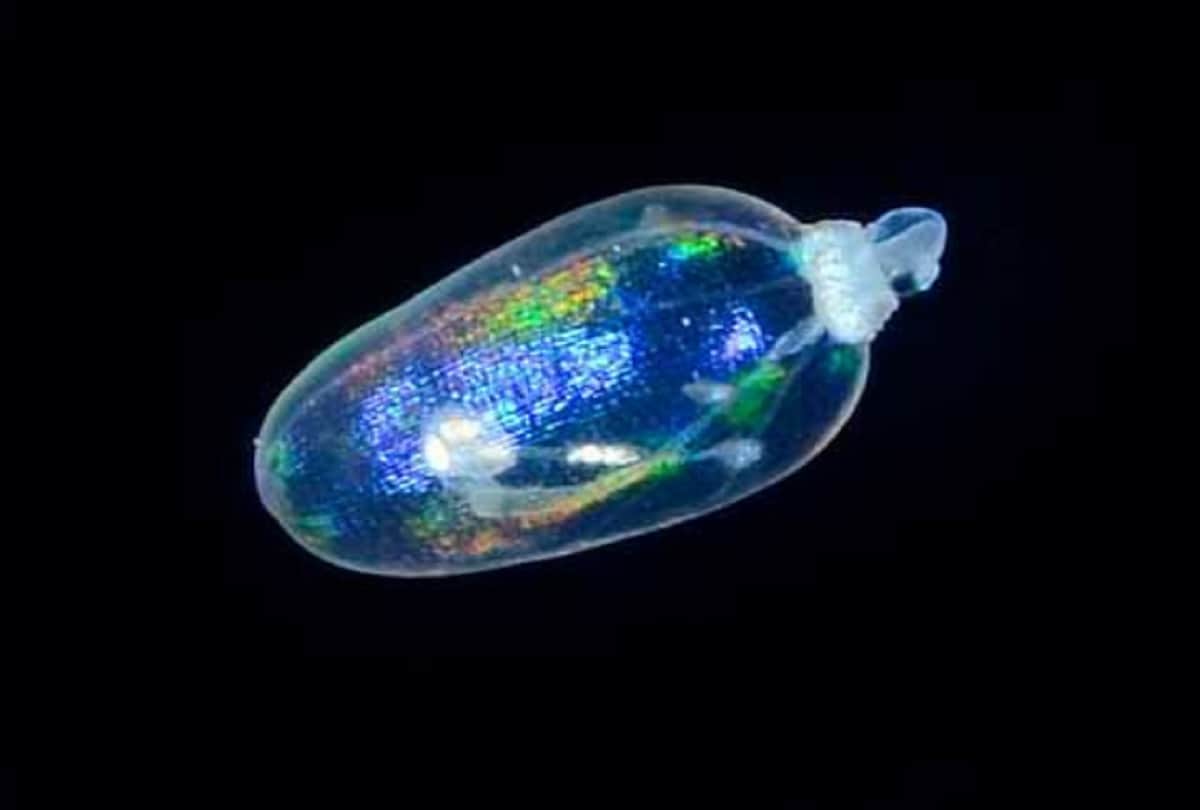 Unique creatures in the world who have blue green and yellow blood