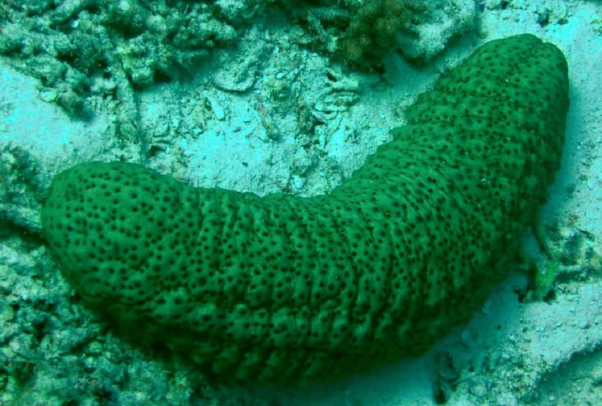 Unique creatures in the world who have blue green and yellow blood