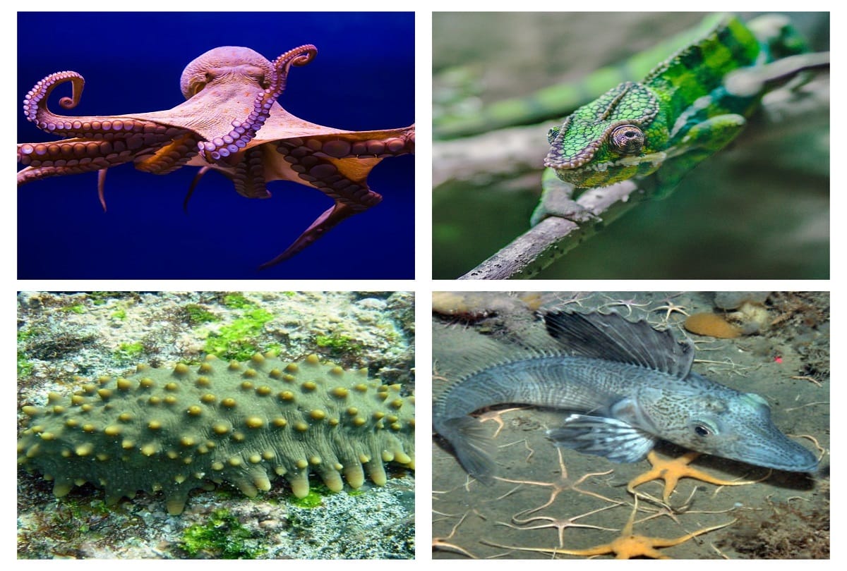 Unique creatures in the world who have blue green and yellow blood