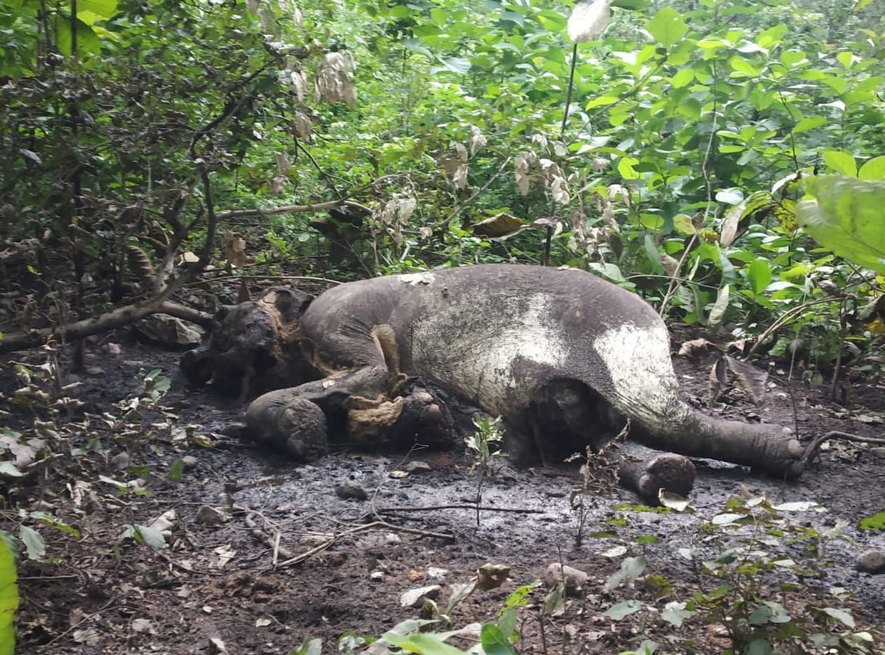 Hathini's body found in Mohan forest range