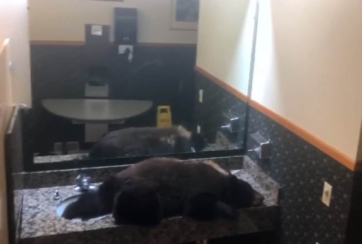 Black bear gets stuck in a hotel womens bathroom in Montana people shocked to see