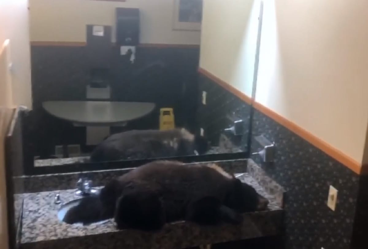 Black bear gets stuck in a hotel womens bathroom in Montana people shocked to see