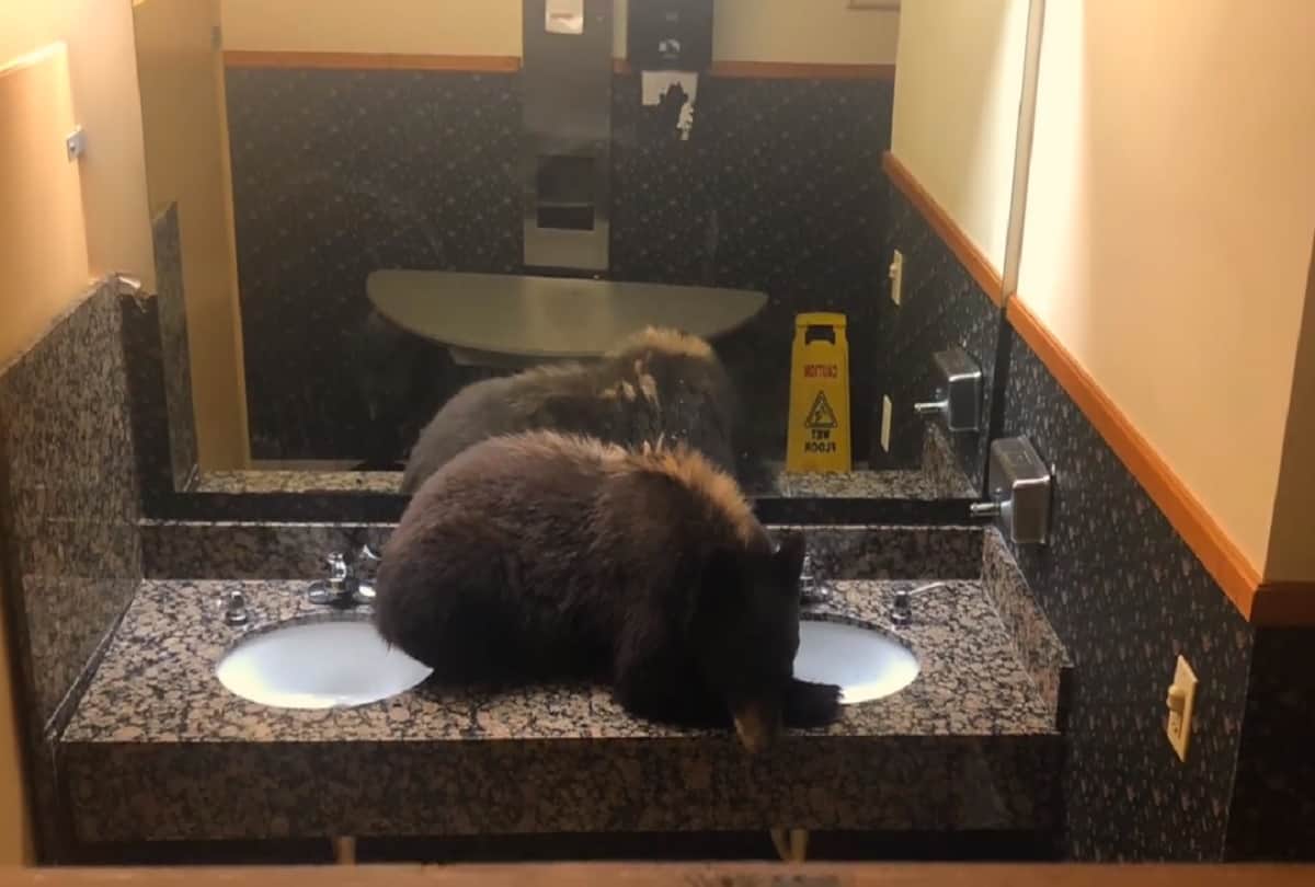 Black bear gets stuck in a hotel womens bathroom in Montana people shocked to see