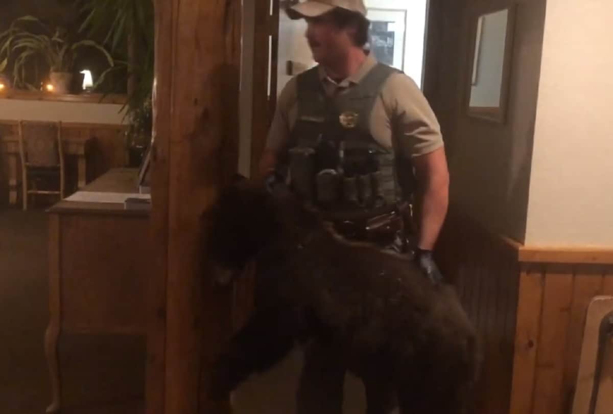 Black bear gets stuck in a hotel womens bathroom in Montana people shocked to see