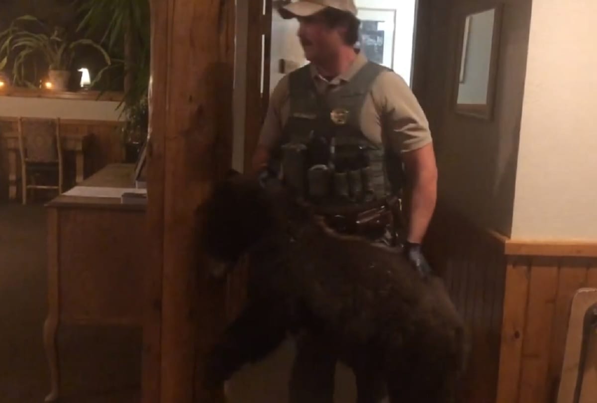 Black bear gets stuck in a hotel womens bathroom in Montana people shocked to see