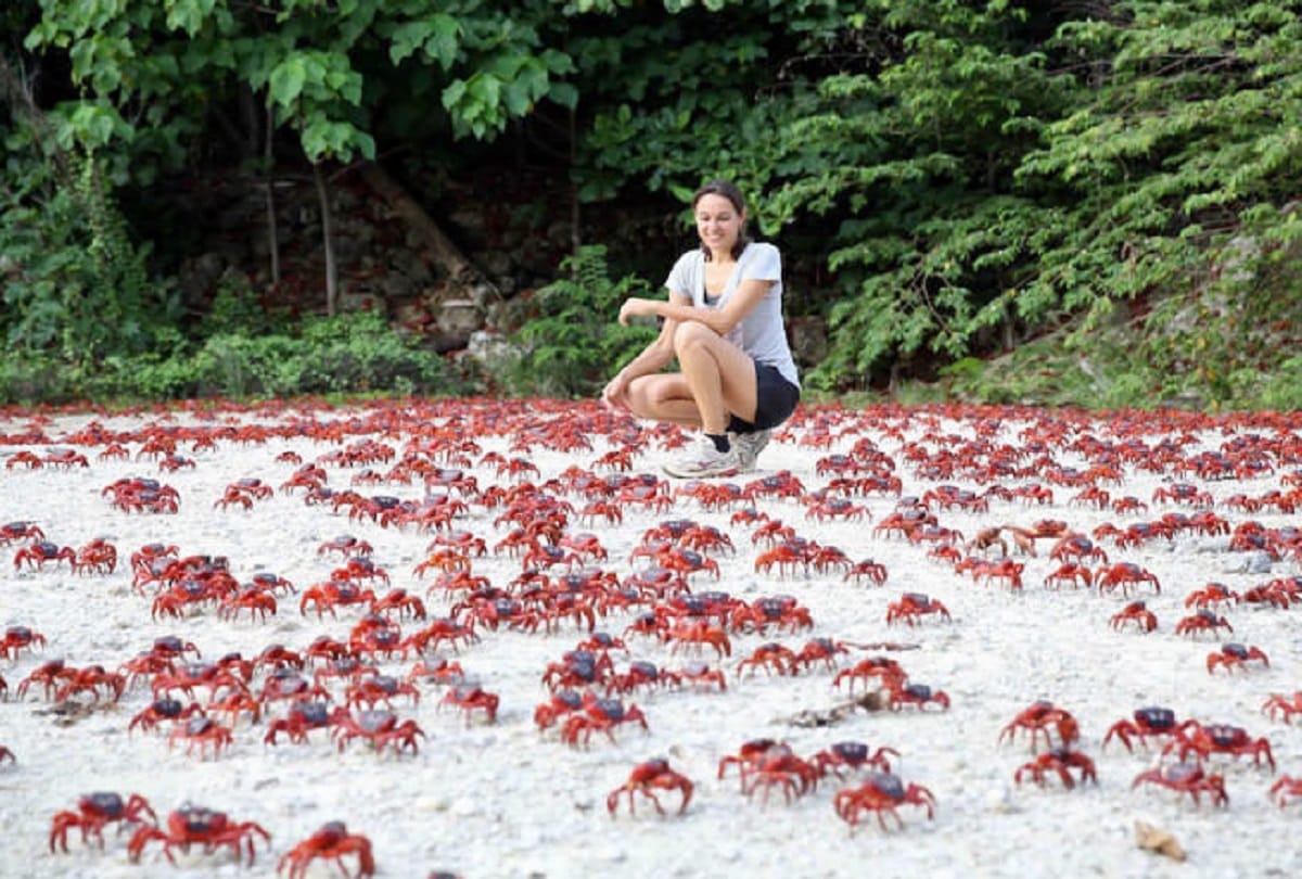 Christmas Island in Australia where millions of red crabs lives