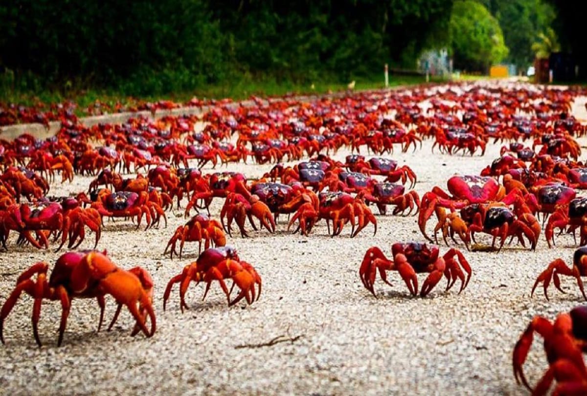 Christmas Island in Australia where millions of red crabs lives
