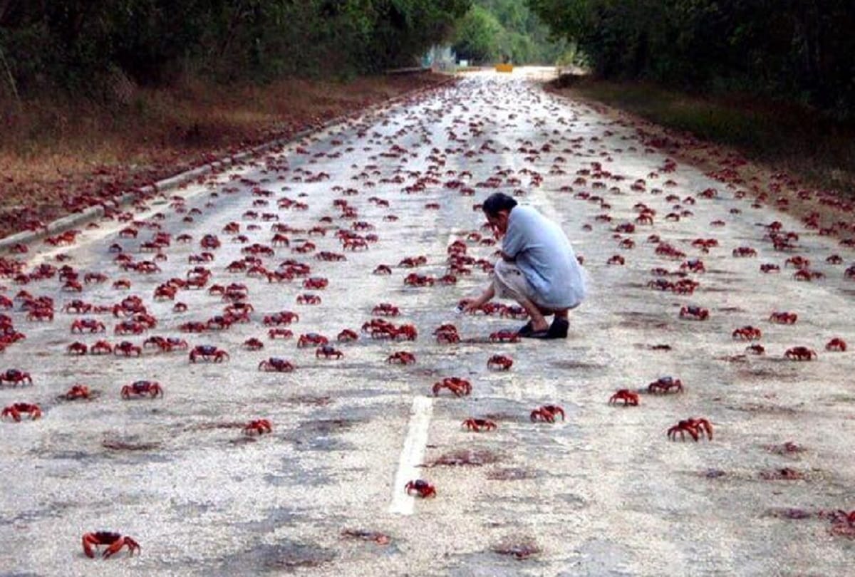 Christmas Island Australia where millions of red crabs lives