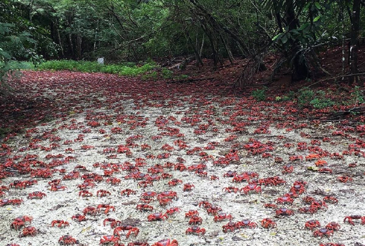 Christmas Island in Australia where millions of red crabs lives