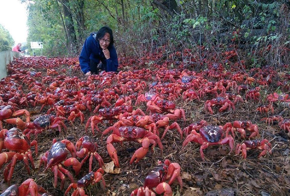 Christmas Island in Australia where millions of red crabs lives